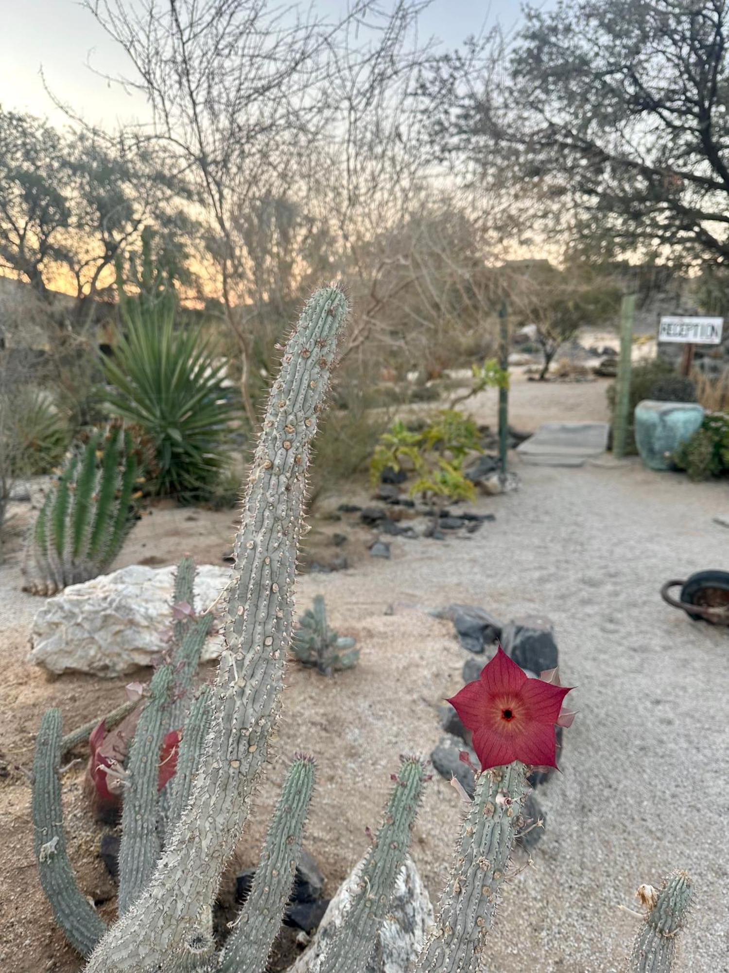 Uis Daureb Isib Campsite And B&B מראה חיצוני תמונה